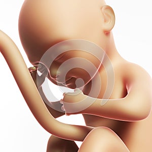 Human fetus month 7