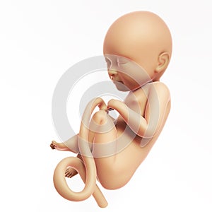 Human fetus month 9
