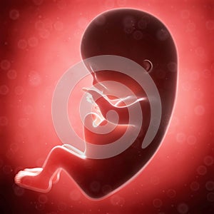 Human fetus month 3