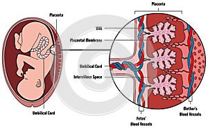 Human fetus placenta anatomy infographic diagram