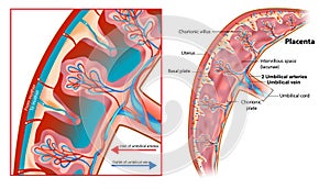 Human Fetus Placenta Anatomy. Structure of the chorionic villus. Schematic illustration of a segment of the placenta photo