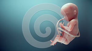 Human fetus. Unborn life, connection, future and vitality concept