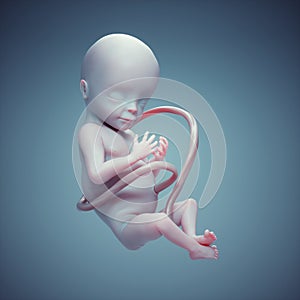 Human fetus in utero. Unborn life, connection, future and vitality concept