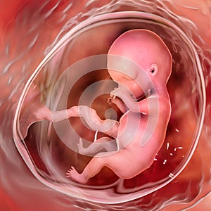 Human fetus in the uterus, scientifically accurate 3D illustration