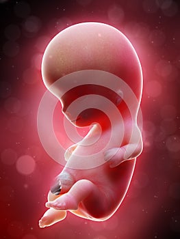 A human fetus - week 10