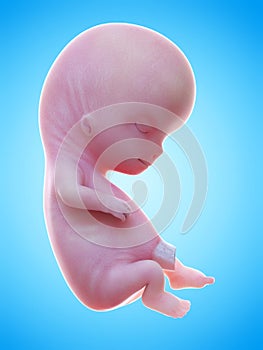 a human fetus week 10