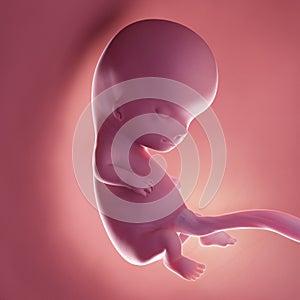 A human fetus - week 10