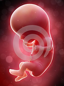 A human fetus - week 11
