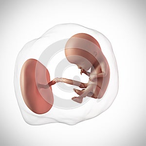 Human fetus - week 12