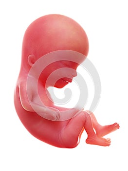 A human fetus, week 13