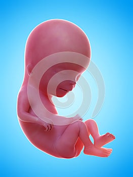 a human fetus week 13