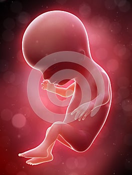 A human fetus - week 14