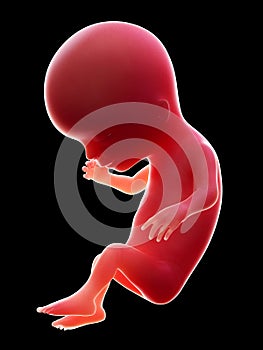 A human fetus, week 14