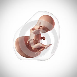 Human fetus - week 16