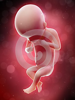 A human fetus - week 18