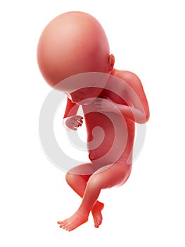 A human fetus, week 18