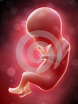 A human fetus - week 19