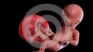 A human fetus week 21