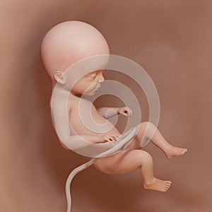 A human fetus - week 22