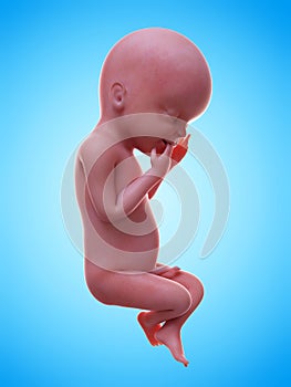 a human fetus week 23