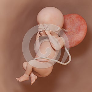 a human fetus - week 23