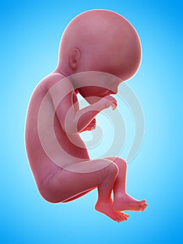 a human fetus week 27
