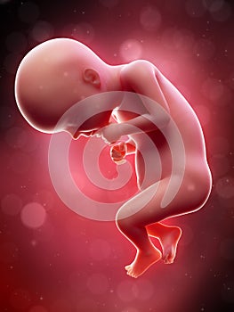A human fetus - week 28