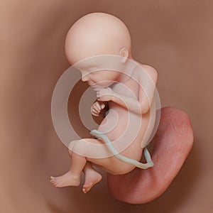 A human fetus - week 28