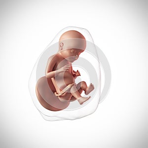 Human fetus - week 28
