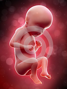 A human fetus - week 29