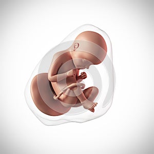 A human fetus - week 29