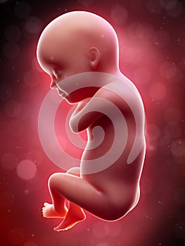 A human fetus - week 30