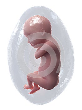 A human fetus - week 30