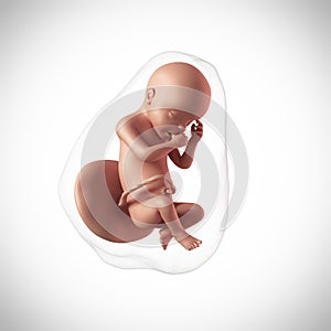 Human fetus - week 30