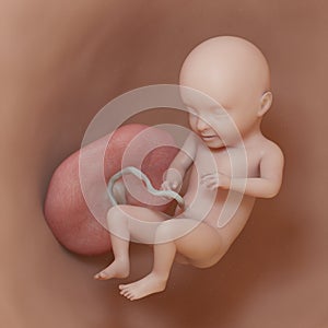 A human fetus - week 31