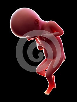 A human fetus, week 32