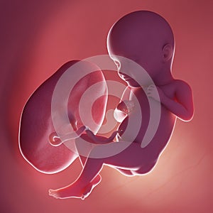 A human fetus - week 32