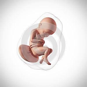 A human fetus - week 32