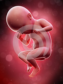 A human fetus - week 35