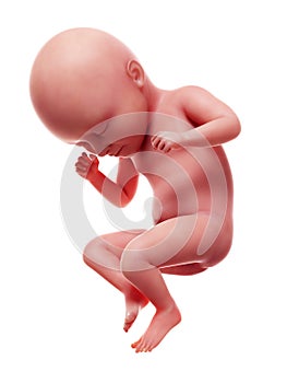 A human fetus, week 35