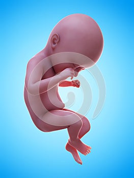 a human fetus week 35