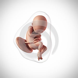 Human fetus - week 36