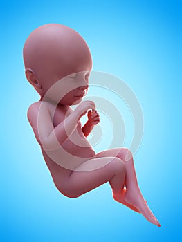 a human fetus week 39