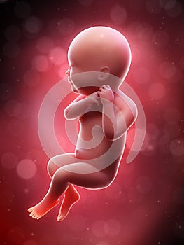 A human fetus - week 40