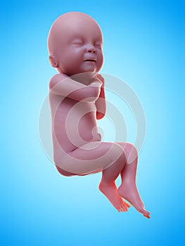 A human fetus week 40