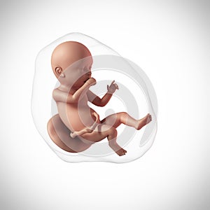 Human fetus - week 40