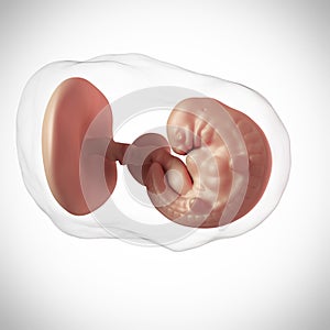 Human fetus - week 6