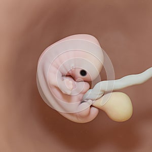 A human fetus - week 7