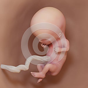 A human fetus - week 11