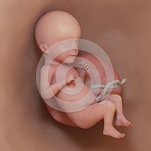 a human fetus - week 26 photo